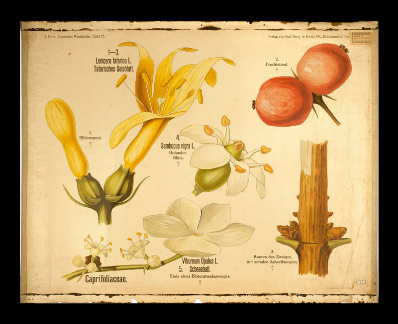 Tafel 73 Caprifoliaceae
